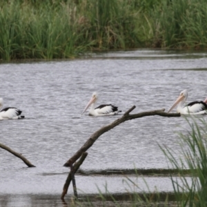 Pelecanus conspicillatus at Fyshwick, ACT - 27 Nov 2021