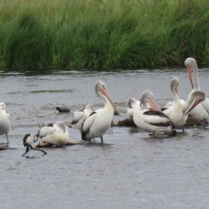 Pelecanus conspicillatus at Fyshwick, ACT - 27 Nov 2021