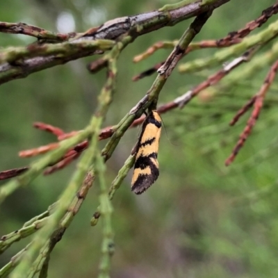 Olbonoma triptycha (Chezela Group) at Ginninderry Conservation Corridor - 26 Nov 2021 by KMcCue