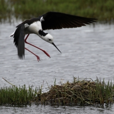 Himantopus leucocephalus (Pied Stilt) at Fyshwick, ACT - 27 Nov 2021 by RodDeb