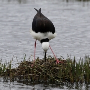 Himantopus leucocephalus at Fyshwick, ACT - 27 Nov 2021 12:25 PM