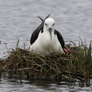 Himantopus leucocephalus at Fyshwick, ACT - 27 Nov 2021