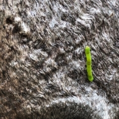 Lepidoptera unclassified IMMATURE (caterpillar or pupa or cocoon) at Coree, ACT - 27 Nov 2021 by KMcCue