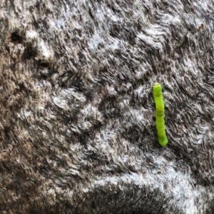 Lepidoptera unclassified IMMATURE at Coree, ACT - 27 Nov 2021 12:56 PM