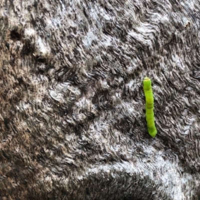 Lepidoptera unclassified IMMATURE (caterpillar or pupa or cocoon) at Ginninderry Conservation Corridor - 27 Nov 2021 by KMcCue