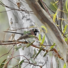 Rhipidura albiscapa (Grey Fantail) at Coree, ACT - 26 Nov 2021 by KMcCue