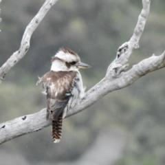 Dacelo novaeguineae (Laughing Kookaburra) at Coree, ACT - 27 Nov 2021 by KMcCue