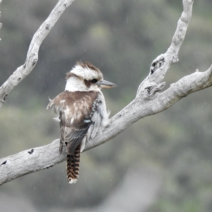 Dacelo novaeguineae at Coree, ACT - 27 Nov 2021 08:18 AM