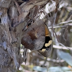 Heteronympha merope (Common Brown Butterfly) at Cambewarra Range Nature Reserve - 25 Nov 2021 by SimoneC