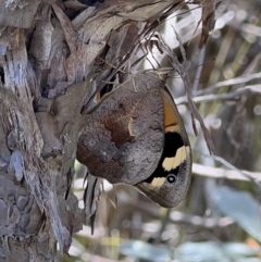 Heteronympha merope (Common Brown) at Cambewarra Range Nature Reserve - 25 Nov 2021 by SimoneC