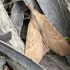 Pararguda nasuta (Wattle Snout Moth) at Karabar, NSW - 27 Nov 2021 by Steve_Bok