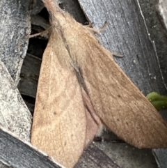 Pararguda nasuta at Karabar, NSW - 27 Nov 2021 06:27 PM