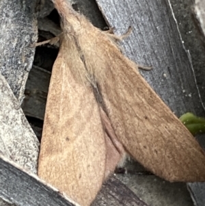 Pararguda nasuta at Karabar, NSW - 27 Nov 2021