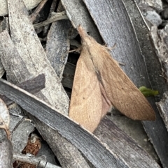 Pararguda nasuta at Karabar, NSW - 27 Nov 2021