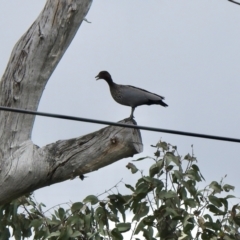 Chenonetta jubata (Australian Wood Duck) at Strathnairn, ACT - 27 Nov 2021 by KMcCue