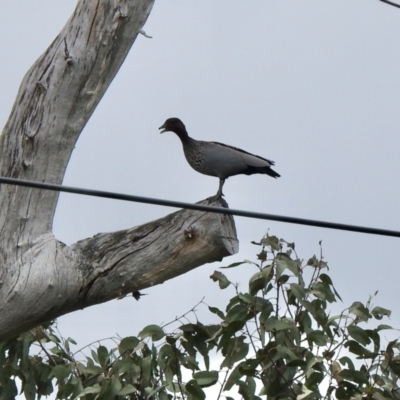 Chenonetta jubata (Australian Wood Duck) at Strathnairn, ACT - 26 Nov 2021 by KMcCue