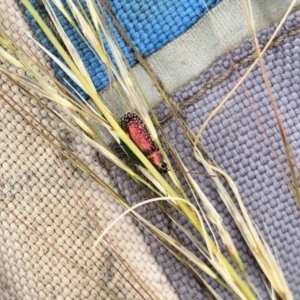 Edusella sp. (genus) at Coree, ACT - 27 Nov 2021 10:19 AM