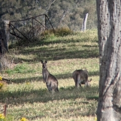 Macropus giganteus (Eastern Grey Kangaroo) at Albury - 27 Nov 2021 by Darcy