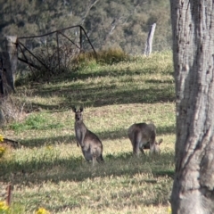 Macropus giganteus (Eastern Grey Kangaroo) at East Albury, NSW - 27 Nov 2021 by Darcy