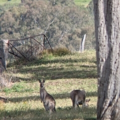 Macropus giganteus at East Albury, NSW - 27 Nov 2021