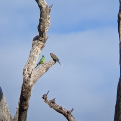 Psephotus haematonotus (Red-rumped Parrot) at Albury - 27 Nov 2021 by Darcy