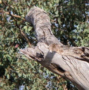 Sturnus vulgaris at East Albury, NSW - 27 Nov 2021 05:56 PM