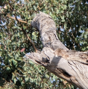 Sturnus vulgaris at East Albury, NSW - 27 Nov 2021 05:56 PM