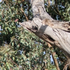 Sturnus vulgaris at East Albury, NSW - 27 Nov 2021 05:56 PM