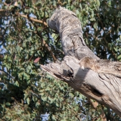 Sturnus vulgaris at East Albury, NSW - 27 Nov 2021 05:56 PM