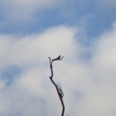 Merops ornatus (Rainbow Bee-eater) at Eastern Hill Reserve - 27 Nov 2021 by Darcy