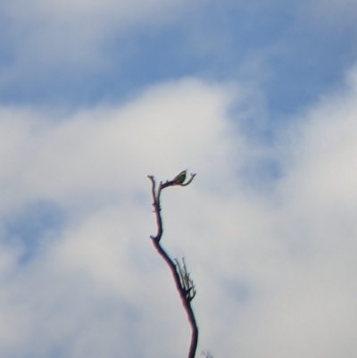 Merops ornatus (Rainbow Bee-eater) at Albury - 27 Nov 2021 by Darcy