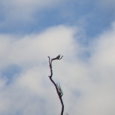 Merops ornatus (Rainbow Bee-eater) at Eastern Hill Reserve - 27 Nov 2021 by Darcy