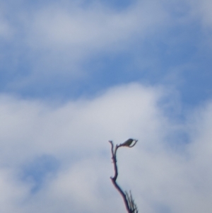 Merops ornatus at East Albury, NSW - 27 Nov 2021