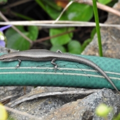 Lampropholis delicata (Delicate Skink) at ANBG - 27 Nov 2021 by JohnBundock