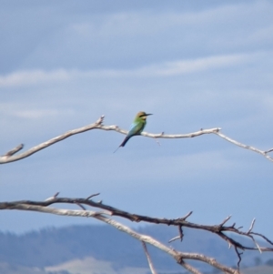 Merops ornatus at East Albury, NSW - 27 Nov 2021