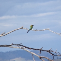 Merops ornatus (Rainbow Bee-eater) at Eastern Hill Reserve - 27 Nov 2021 by Darcy