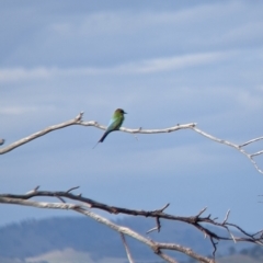 Merops ornatus at East Albury, NSW - 27 Nov 2021