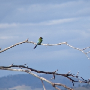 Merops ornatus at East Albury, NSW - 27 Nov 2021