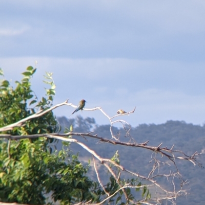 Carduelis carduelis (European Goldfinch) at Albury - 27 Nov 2021 by Darcy