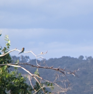 Carduelis carduelis at East Albury, NSW - 27 Nov 2021