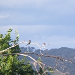 Carduelis carduelis at East Albury, NSW - 27 Nov 2021