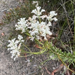 Conospermum ericifolium at Red Rocks, NSW - 25 Nov 2021