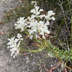 Conospermum ericifolium (TBC) at Red Rocks, NSW - 25 Nov 2021 by SimoneC
