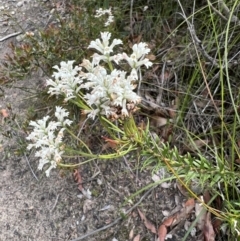 Conospermum ericifolium at Red Rocks, NSW - 25 Nov 2021 11:24 AM