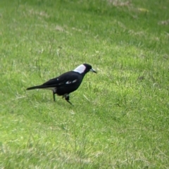 Gymnorhina tibicen (Australian Magpie) at Albury - 27 Nov 2021 by Darcy