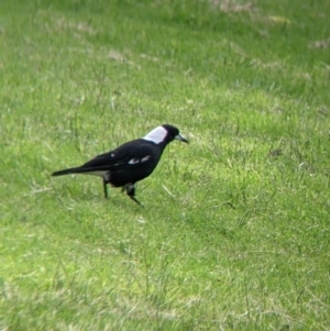 Gymnorhina tibicen at East Albury, NSW - 27 Nov 2021