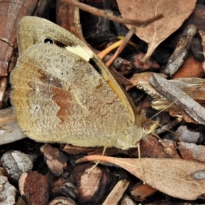 Heteronympha merope at Acton, ACT - 27 Nov 2021