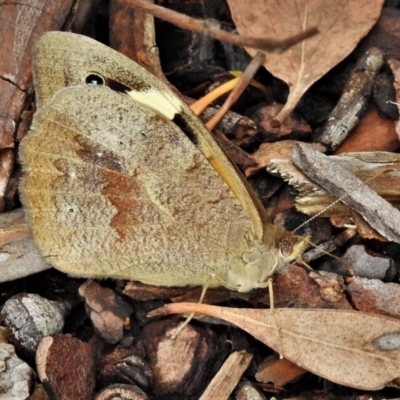 Heteronympha merope (Common Brown Butterfly) at Acton, ACT - 27 Nov 2021 by JohnBundock
