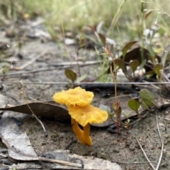 Lichenomphalia chromacea (Yellow Navel) at Googong, NSW - 27 Nov 2021 by Wandiyali