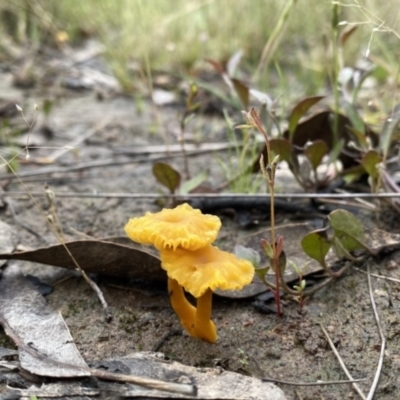 Lichenomphalia chromacea (Yellow Navel) at QPRC LGA - 26 Nov 2021 by Wandiyali